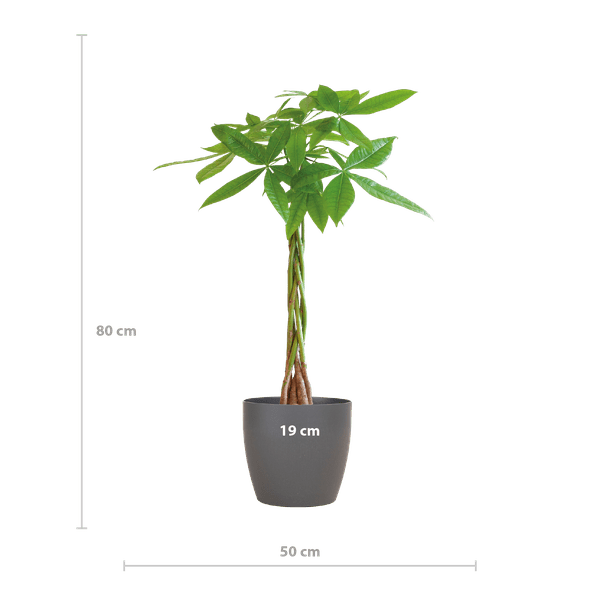 Pachira Aquatica 80cm – Glückskastanie Geldbaum Zimmerpflanze Ø21cm – pflegeleichte Pflanze mit geflochtenem Stamm im nachhaltigen Viber Grau Topf – dekorative luftreinigende Zimmerpflanze