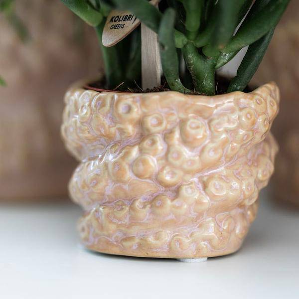 Grünpflanze mit Phalaenopsis Orchidee Altrosa in Octopus Ziertopf Pink auf weißem organischem Tablett - Geschenkset