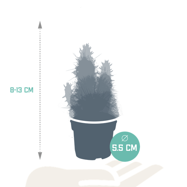 Kakteen - Mix - 5,5 cm - 5 Stück