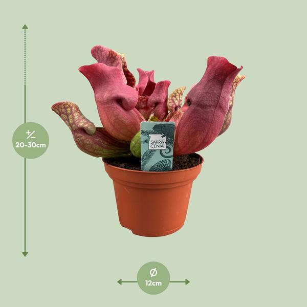 Fleischfressende Pflanze Sarracenia Maroon – Schlauchpflanze – Ø12cm – ↕23cm – Exotische Zimmerpflanze mit auffälligen Kannen – Pflegeleicht & luftreinigend – Für Innen & geschützte Außenbereiche
