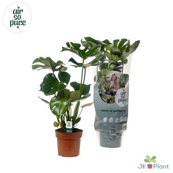 Köstliches Fensterblatt - Monstera Deliciosa - Zimmerpflanze - Ø17cm - ↕55cm