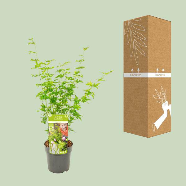 Japanischer Fächerahorn - Acer palmatum Going Green - Zimmerpflanze - Ø19cm - ↕50cm