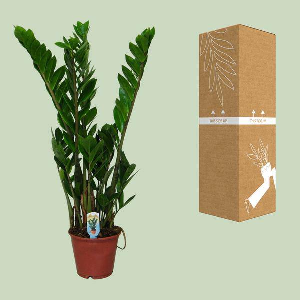 Glücksfeder – Zamioculcas zamiifolia – Zimmerpflanze – Ø14 cm – ca. 50 cm hoch – Pflegeleicht & robust – glänzendes dunkelgrünes Laub – Ideal für Halbschatten & Schatten