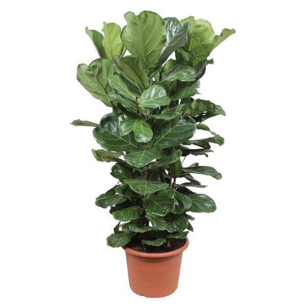 Echte Feige - Ficus Lyrata - 180cm - ø45cm