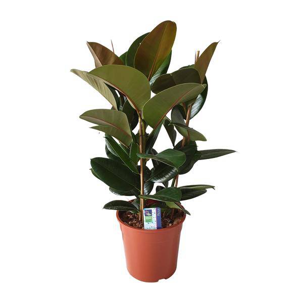 Gummibaum - Ficus Elastica Robusta - Zimmerpflanze - Ø27cm - ↕80cm