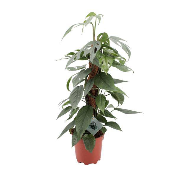 Efeutute - Epipremnum Pinnatum Cebu Blau - Zimmerpflanze - Ø17cm - ↕60cm