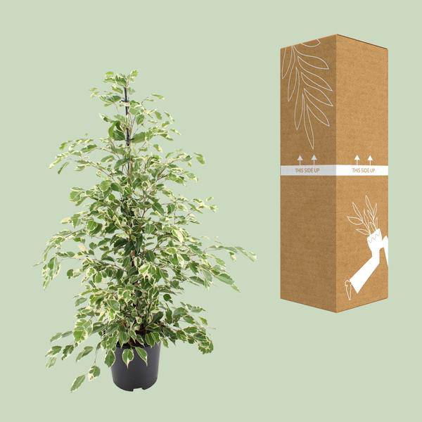 Bikrenfeige Ficus benjamina 'Twilight' – Zimmerpflanze – ca. 95cm Höhe – Eleganter, grüner Blickfang für helle Innenräume