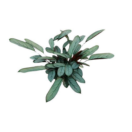 Bamburanta - Ctenanthe Oppenheimiana - Zimmerpflanze - Ø17cm - ↕70cm