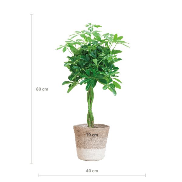 Schefflera Arb Nora – Strahlenaralie – Zimmerpflanze ca. 70cm – ø21cm – inkl. Pflanzenkorb Lissabon Weiß – Pflegeleichte Fingerpflanze mit dekorativem Jute-Korb für Wohnzimmer & Büro