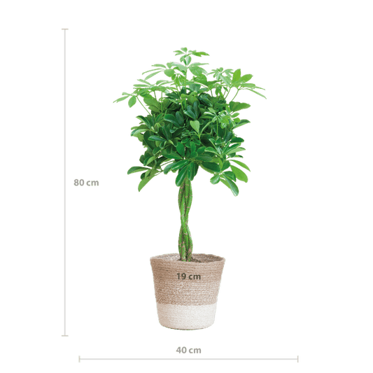 Schefflera Arb Nora – Strahlenaralie – Zimmerpflanze ca. 70cm – ø21cm – inkl. Pflanzenkorb Lissabon Weiß – Pflegeleichte Fingerpflanze mit dekorativem Jute-Korb für Wohnzimmer & Büro