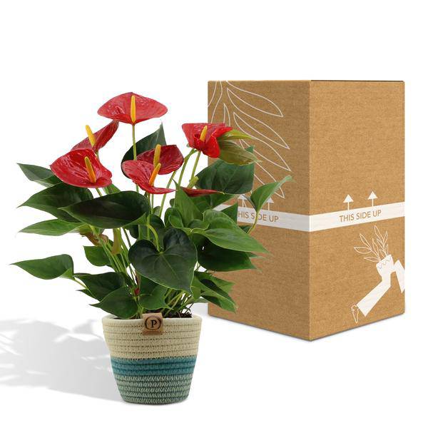 Flamingoblume - Anthurium andreanum Diamantrot - Zimmerpflanze + Korb Pure - 45cm - Ø12cm