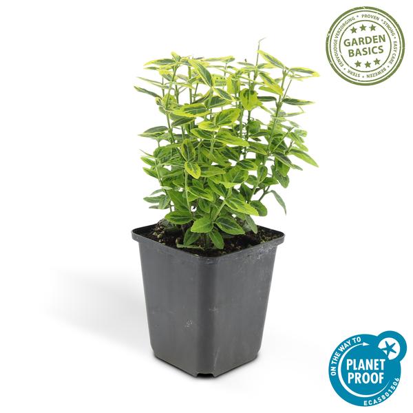 Spindelstrauch - Euonymus fort. 'Smaragd 'n Gold' - ↕10-25cm - Ø9cm - 60 Stück