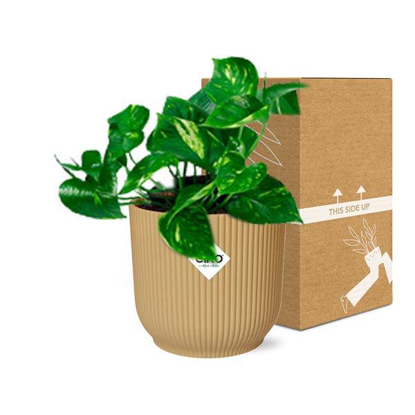 Efeutute - Epipremnum Pinnatum 'Aureum' - Zimmerpflanze + Topf Vibes Fold 14cm Gelb