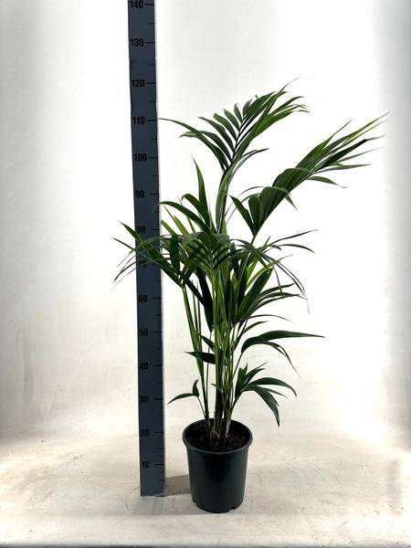 Kentia Palme – Howea forsteriana – Ø21cm – ca. 110cm hoch – Pflegeleichte & luftreinigende Zimmerpflanze – Elegante Palme für Wohnzimmer, Büro & Eingangsbereich