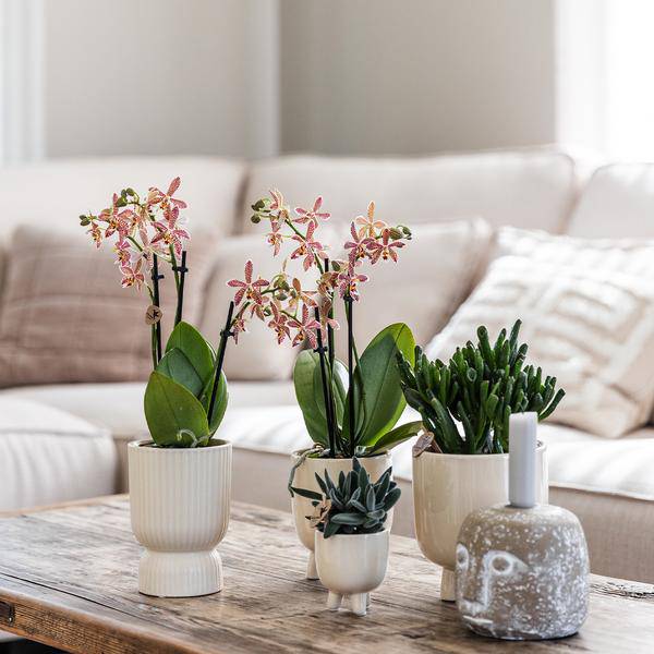 Rosa Phalaenopsis Orchidee - Congo + Diabolo travertine - Topfgröße Ø9cm - blühende Zimmerpflanze
