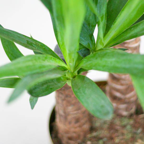 Yucca Elephantipes – Riesen-Palmlilie – Zimmerpflanze – ca. 90cm hoch – Ø21cm – In Übertopf Viber Weiß – Pflegeleicht & nachhaltig