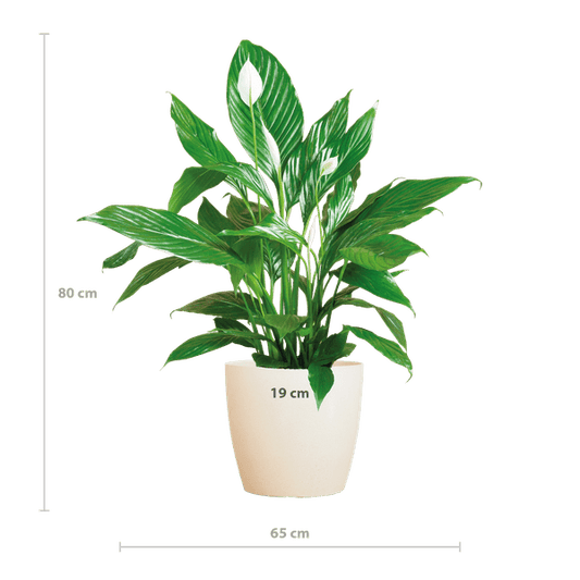 Spathiphyllum Sweet Lauretta – Scheidenblatt – Zimmerpflanze + Topf Viber Weiß – ↕80cm – Ø21cm – Friedenslilie mit eleganten weißen Blüten – Pflegeleicht & dekorativ