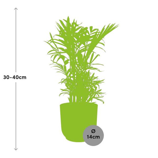 Mexikanische Bergpalme - Chamaedorea Elegans - Zimmerpflanze + Topf Vibes Fold 14cm Rosa