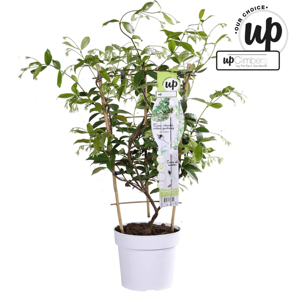 Sternjasmin Trachelospermum 'Star of Venice' – Weiß – Immergrüne Kletterpflanze – ca. 65cm Höhe – Duftender mediterraner Jasmin für Terrasse & Balkon