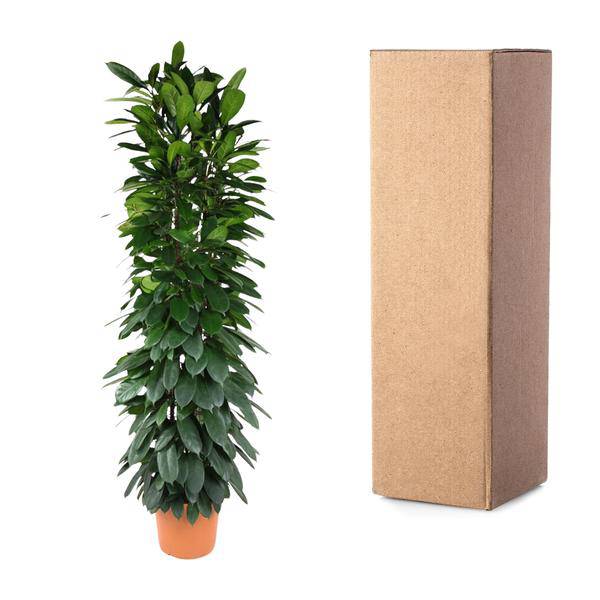 Gummibaum - Ficus Cyathistipula - 200cm - ø35cm