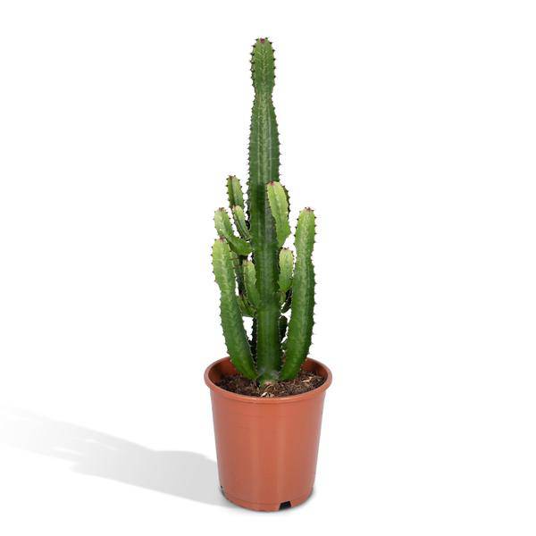 Kaktus-Wolfsmilch – Euphorbia Acrurensis (Cowboy-Kaktus) – Zimmerpflanze – Ø24cm ↕60–80cm – Sukkulente – Pflegeleicht – Exotisches Wüstendesign