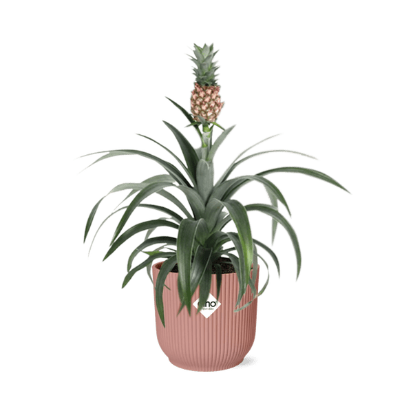 Ananaspflanze Ananas Mi Amigo – Zimmerpflanze inkl. Ziertopf Vibes Fold Rosa Ø14cm – Exotische tropische Pflanze mit dekorativer Frucht – Luftreinigend & pflegeleicht – Für Wohnzimmer & Büro