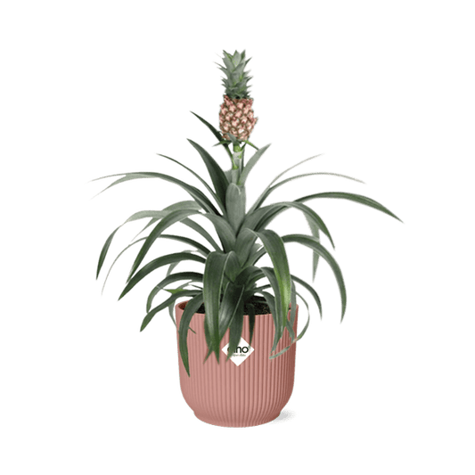 Ananaspflanze Ananas Mi Amigo – Zimmerpflanze inkl. Ziertopf Vibes Fold Rosa Ø14cm – Exotische tropische Pflanze mit dekorativer Frucht – Luftreinigend & pflegeleicht – Für Wohnzimmer & Büro