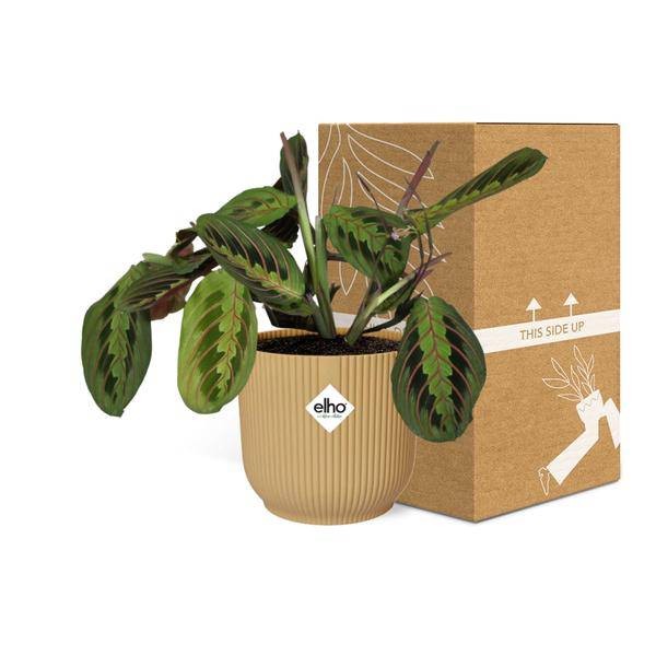 Pfeilwurz - Maranta Leuconeura 'Fascinator' Tricolor - Zimmerpflanze + Topf Vibes Fold 14cm Gelb