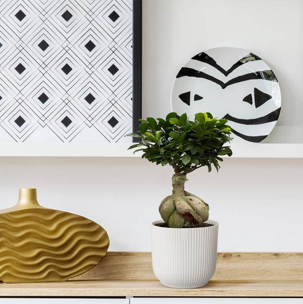 Ficus Microcarpa Ginseng – Feigenbaum Bonsai – Zimmerpflanze ↕50cm – Ø25cm – Exotische Pflanze mit verdrehten Wurzeln & kompakter Krone – Elegante Deko für Wohnzimmer & Büro