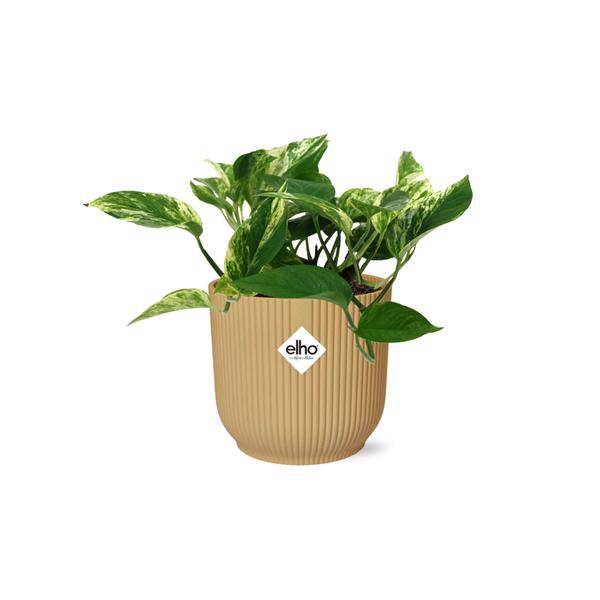 Baumfreund - Scindapsus Epipremnum Marble Queen - Zimmerpflanze + Topf Vibes Fold 14cm Gelb