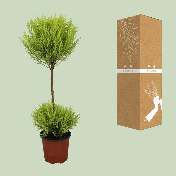 Zimmerzypresse - Cupressus Goldcrest Wilma - Ø14cm - ↕60cm