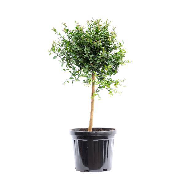 Australische Fingerlimette - Kaviar Limette - Australasica - Zimmerpflanze - Ø22cm - ↕70cm