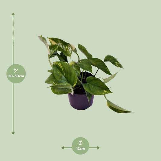 Efeutute - Scindapsus Epipremnum Aureum - Zimmerpflanze - Ø12cm - ↕25cm