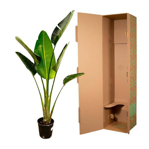 Baum-Strelitzie - Strelitzia Augusta - Zimmerpflanze - 180cm - ø30cm