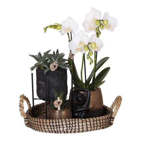 Pflanzenset Home Hub – Weiß blühende Phalaenopsis-Orchidee & 2 Grünpflanzen – inkl. Keramik-Ziertöpfe (Schwarz & Kupfer) – Geschenkset mit Zubehör – Topfgrößen 6cm & 9cm