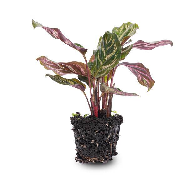 Calathea Makoyana – Pfauenpflanze – Terrarienpflanze – dekoratives Blattmuster