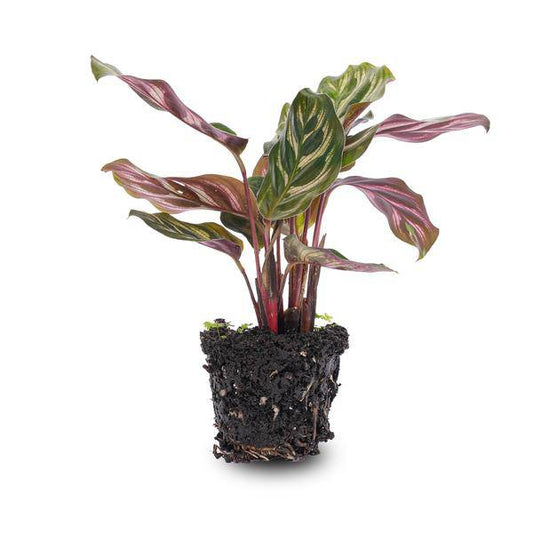 Calathea Makoyana – Pfauenpflanze – Terrarienpflanze – dekoratives Blattmuster