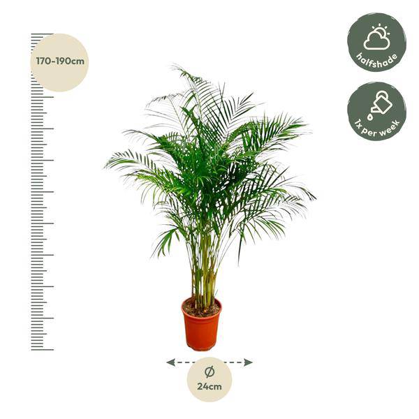 Goldfruchtpalme – Dypsis Lutescens – Areca-Palme – Zimmerpflanze – ca. 170 cm hoch – Ø24 cm Topf – Tropisches Flair für Innenräume – Luftreinigend & Pflegeleicht