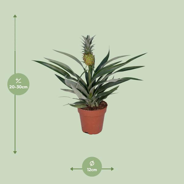 Ananaspflanze – Bromelia Ananas – tropische Zimmerpflanze – Ø12cm Topf – ca. 30 cm hoch – pflegeleicht & dekorativ