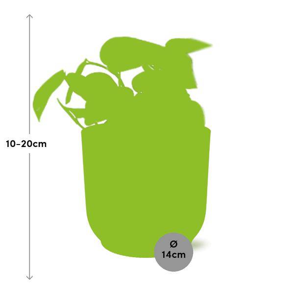 Efeutute - Scindapsus Pictus 'Trebie' - Zimmerpflanze + Topf Vibes Fold 14cm Rosa