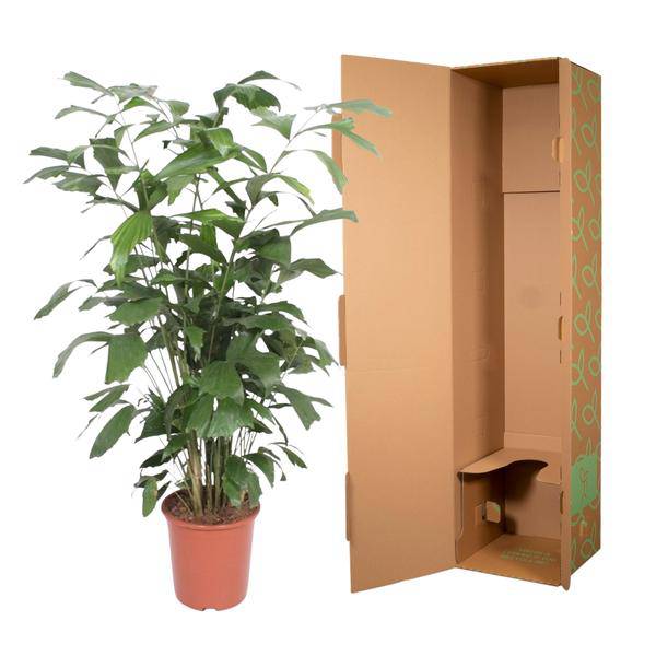 Fischschwanzpalme – Caryota Mitis – Zimmerpflanze – 140cm – Ø27cm – Exotische Palme mit fächerförmigen Blättern für Wohnzimmer und Büro