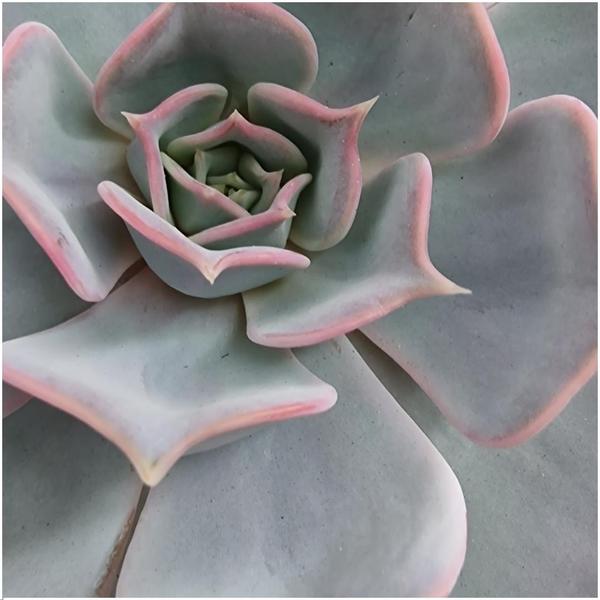 Sukkulente - Echeveria Lilacina auf Wanddeko Ring Schwarz - Zimmerpflanze - Ø20 cm - ↕20 cm