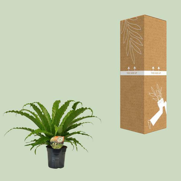 Nestfarn - Asplenium Osaka - Zimmerpflanze - Ø17cm - ↕40cm