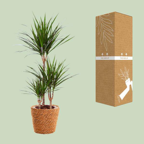 Drachenbaum - Dracaena Marginata - Zimmerpflanze - Ø21cm - ↕95cm