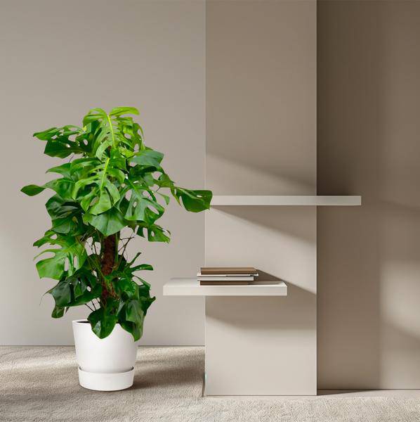 Monstera Deliciosa – Köstliches Fensterblatt – Zimmerpflanze 150cm – Ø27cm – Tropische XXL-Pflanze mit großen grünen Blättern – Dekorative Kübelpflanze für Wohnzimmer & Büro – Pflegeleicht