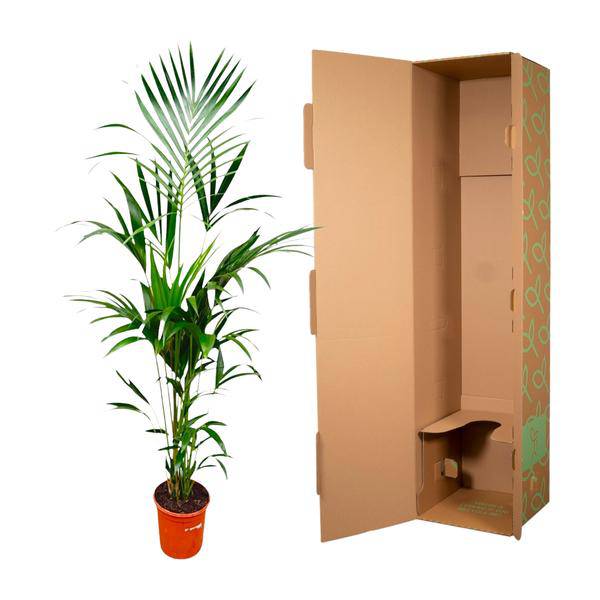 Kentia-Palme – Howea forsteriana – 180 cm hoch – Ø24 cm-Topf – Elegante Zimmerpalme – Luftreinigend & pflegeleicht – Für Wohnzimmer, Büro & Wintergarten