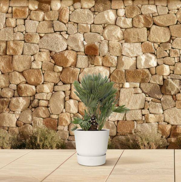 Grüne Zwergpalme - Chamaerops Humilis - Zimmerpflanze - 120cm - ø45cm