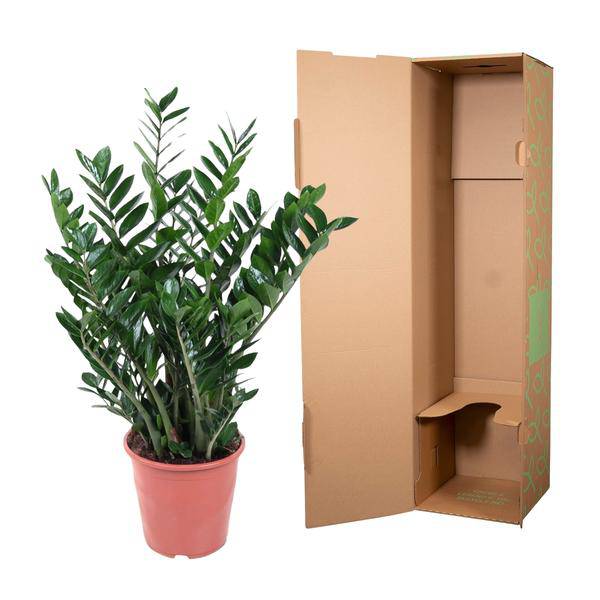 Glücksfeder - Zamioculcas Zamiifolia - Zimmerpflanze - 100 cm - ø27cm