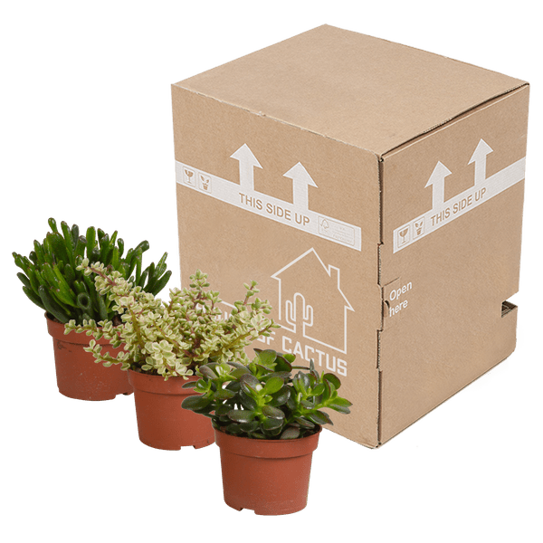 Sukkulente - Crassula Mix - 10,5 cm - 3 Stück
