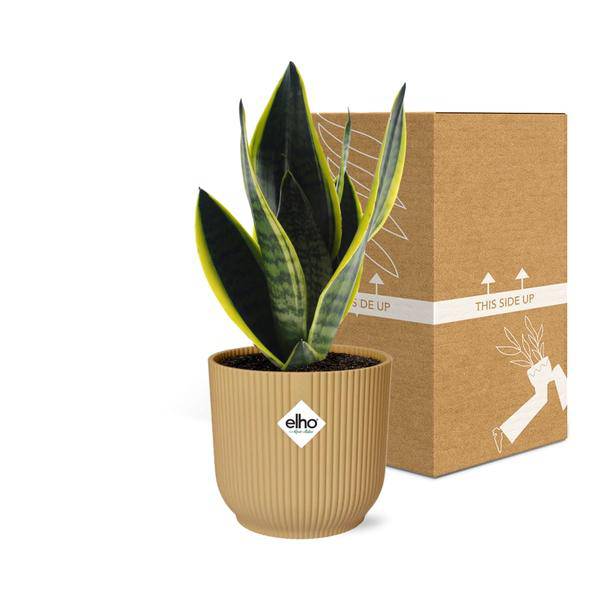 Bogenhanf Sansevieria Futura Superba – Schwiegermutterzunge – Zimmerpflanze inkl. Ziertopf Vibes Falten Gelb – 14cm – Luftreinigend, robust & pflegeleicht – Für Wohnzimmer & Büro